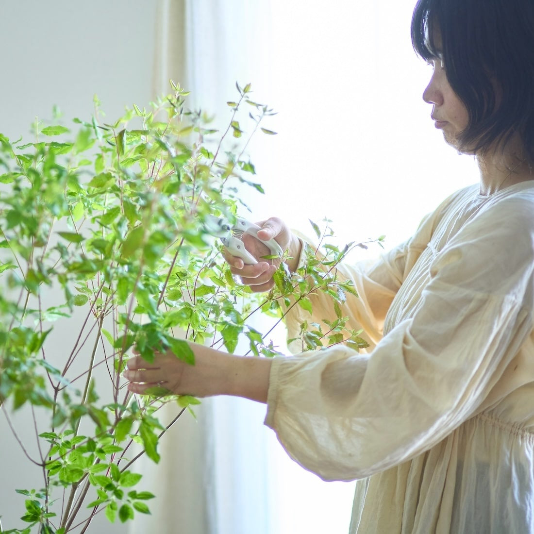 フレッシュグリーン］ドウダンツツジ - 土と風の植物園