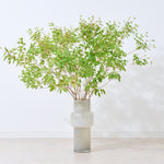 【出荷日指定商品】［フレッシュな状態でお届け］ドウダンツツジ