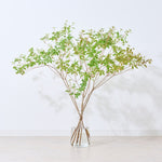 【出荷日指定商品】［フレッシュな状態でお届け］ドウダンツツジ