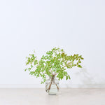 【出荷日指定商品】［フレッシュな状態でお届け］ドウダンツツジ