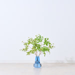 【出荷日指定商品】［フレッシュな状態でお届け］ドウダンツツジ