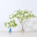 【出荷日指定商品】［フレッシュな状態でお届け］ドウダンツツジ