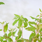 【出荷日指定商品】［フレッシュな状態でお届け］ドウダンツツジ