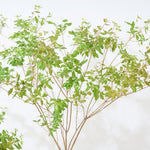 【出荷日指定商品】［フレッシュな状態でお届け］ドウダンツツジ