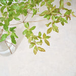 【出荷日指定商品】［フレッシュな状態でお届け］ドウダンツツジ