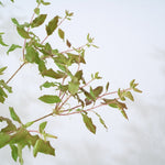 【出荷日指定商品】［フレッシュな状態でお届け］ドウダンツツジ