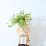 【出荷日指定商品】［フレッシュな状態でお届け］ドウダンツツジ