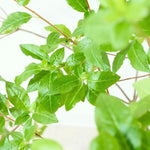 【出荷日指定商品】［フレッシュな状態でお届け］ドウダンツツジ