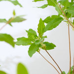 【出荷日指定商品】［フレッシュな状態でお届け］ドウダンツツジ