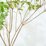 【出荷日指定商品】［フレッシュな状態でお届け］ドウダンツツジ