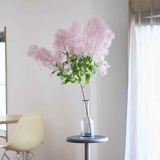 ［BIGボタニカル｜ドライ］スモークツリー 60-100㎝