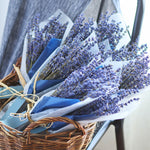 ［ドライフラワー］ラベンダー