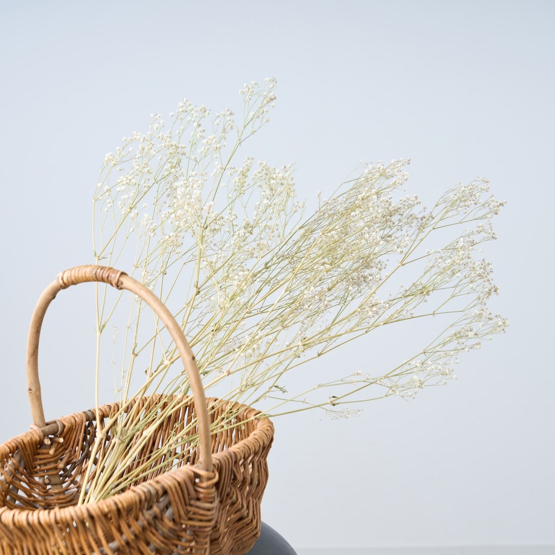 ドライフラワー］カスミソウ商品ページ - 土と風の植物園