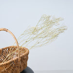 ［ドライフラワー］カスミソウ