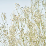 ［ドライフラワー］カスミソウ