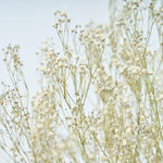 ＜baby's breath＞カスミソウのスワッグ