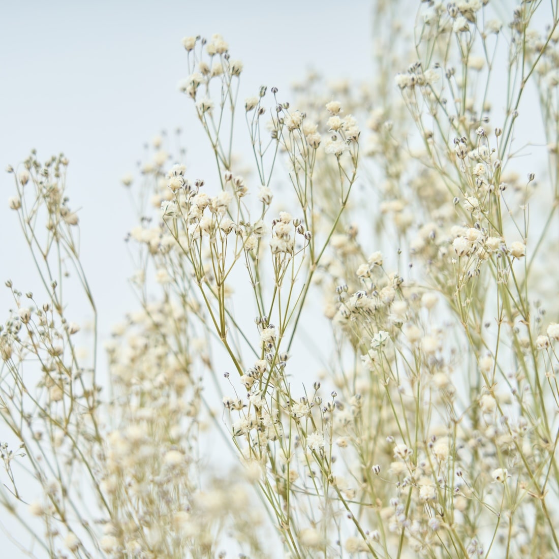 ＜baby's breath＞カスミソウのスワッグ