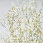 ［ドライフラワー］カスミソウ