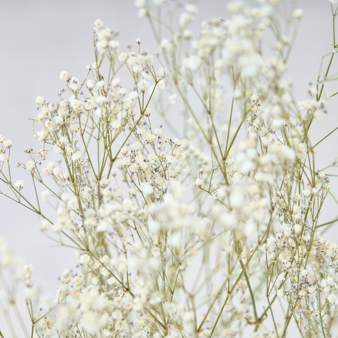 ［ドライフラワー］カスミソウ