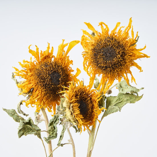 ［ドライフラワー］ゴッホのひまわり