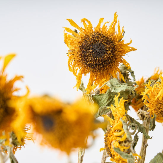 ［ドライフラワー］ゴッホのひまわり