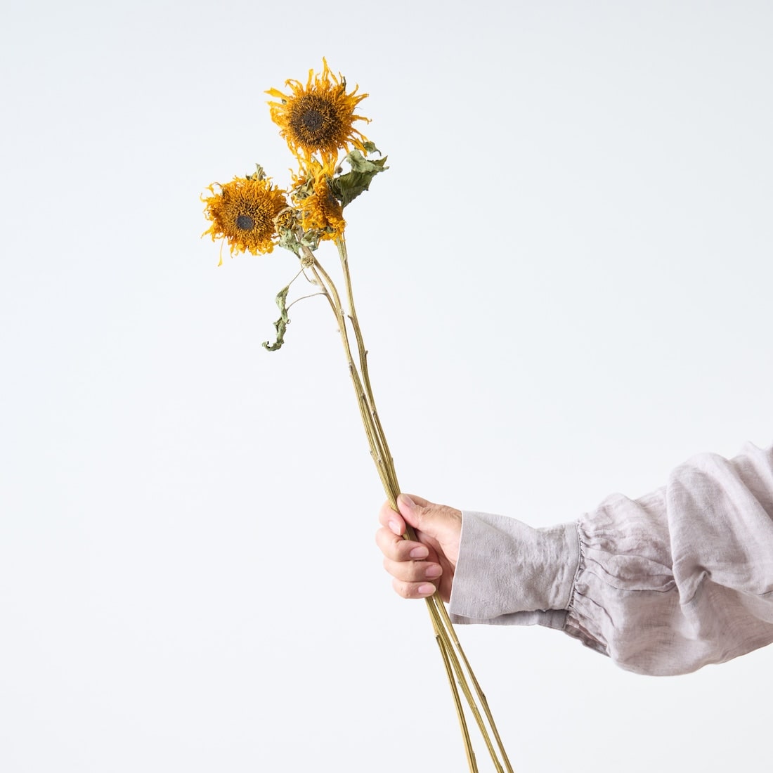 ドライフラワー］ゴッホのひまわり 商品ページ - 土と風の植物園