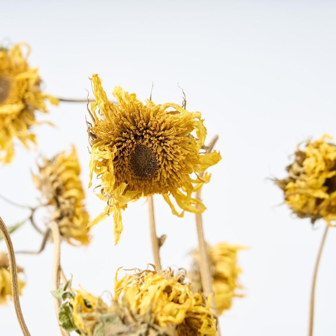 ［ドライフラワー］モネのひまわり