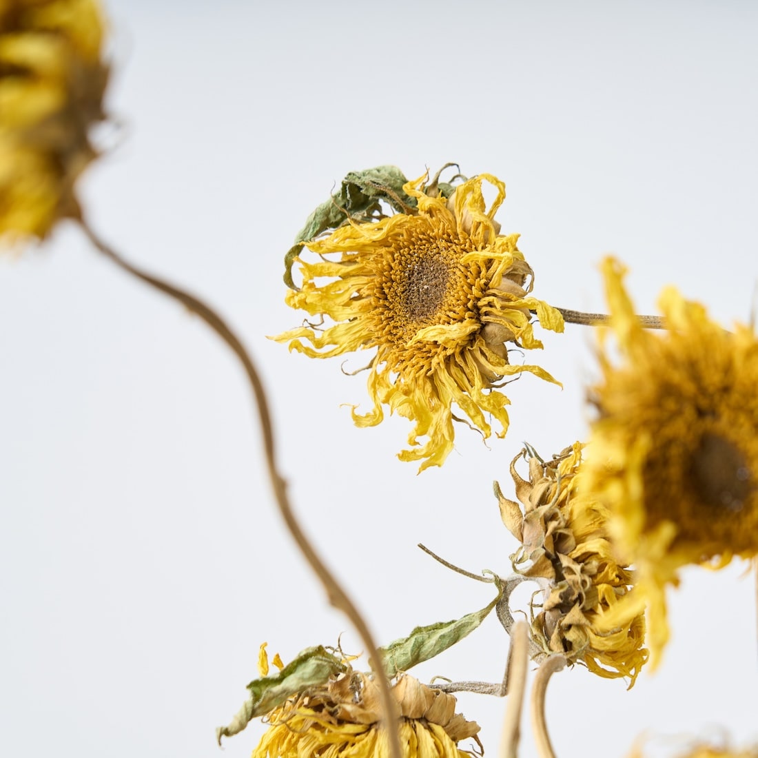 ［ドライフラワー］モネのひまわり