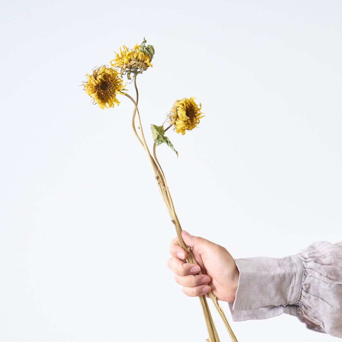 ［ドライフラワー］モネのひまわり