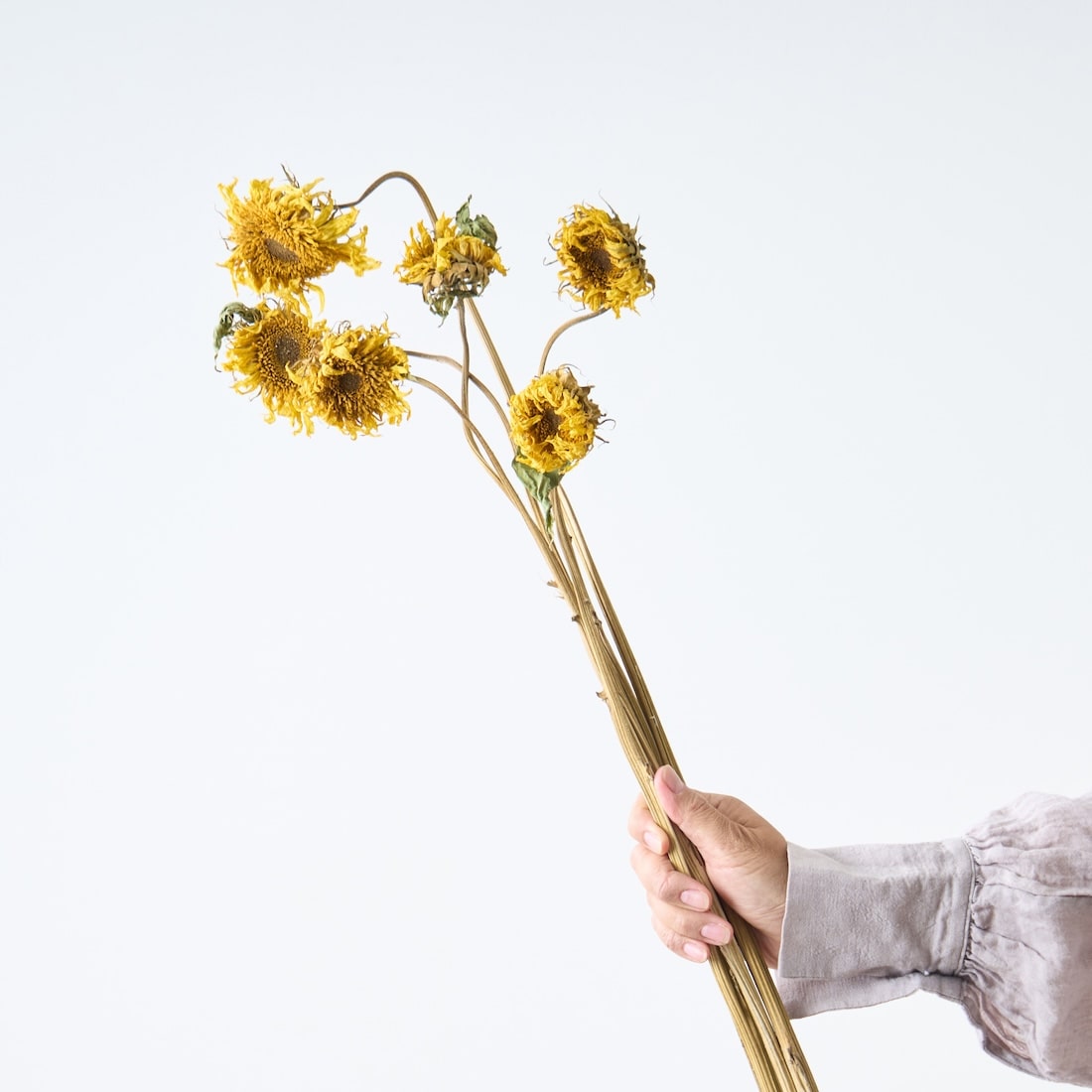 ［ドライフラワー］モネのひまわり