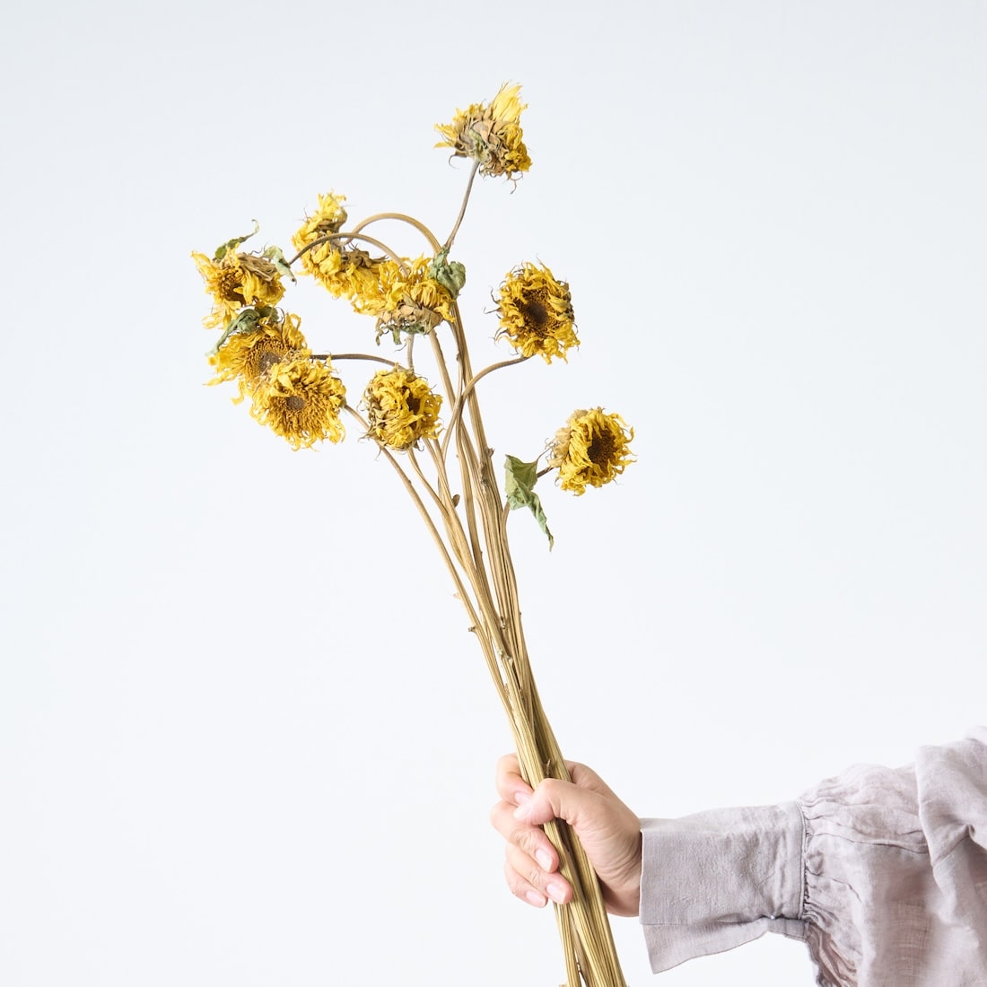 ［ドライフラワー］モネのひまわり
