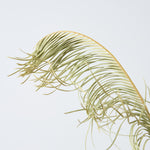 ［BIGボタニカル｜ドライ］ソテツ 60-70cm