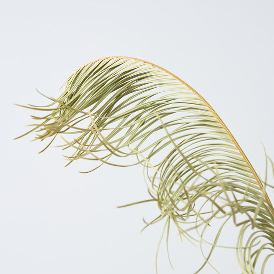 ［BIGボタニカル｜ドライ］ソテツ 60-70cm