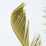 ［BIGボタニカル｜ドライ］ソテツ 60-70cm