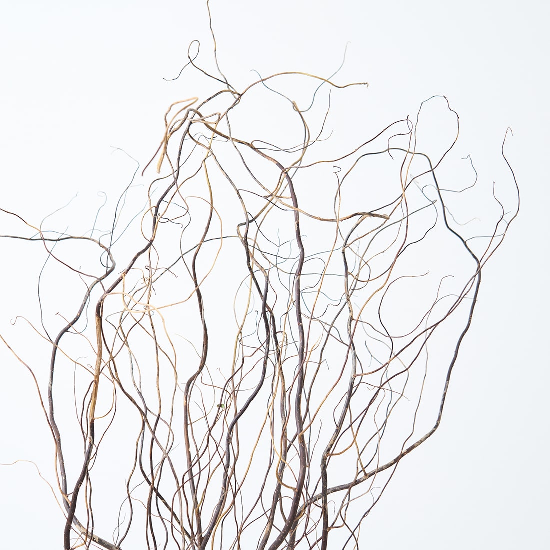 ［BIGボタニカル｜ドライ］雲竜柳 120cm