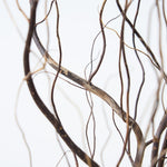 ［ドライフラワー］雲竜柳