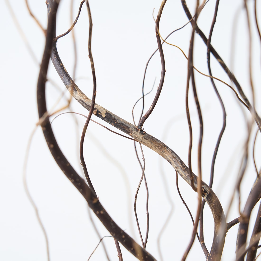 ［ドライフラワー］雲竜柳