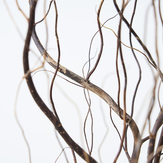 ［BIGボタニカル｜ドライ］雲竜柳