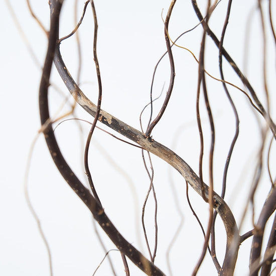 ［BIGボタニカル｜ドライ］雲竜柳 120cm