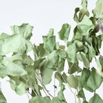 ［BIGボタニカル｜ドライ］ユーカリ おまかせ  90-100cm