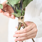 ［BIGボタニカル｜ドライ］ユーカリ おまかせ  90-100cm