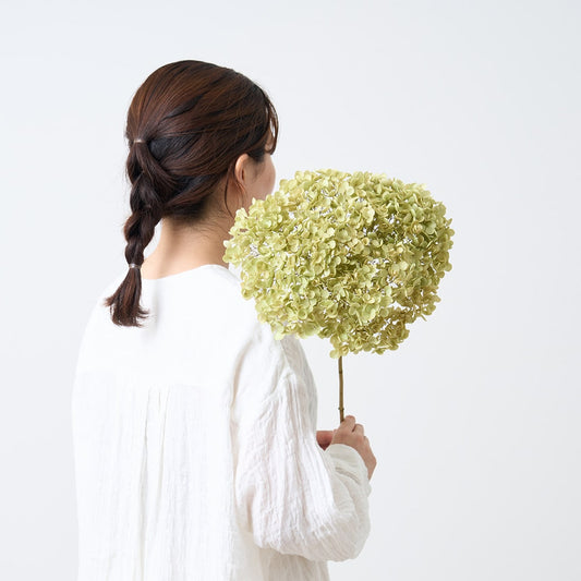 ［BIGボタニカル｜ドライ］アナベル