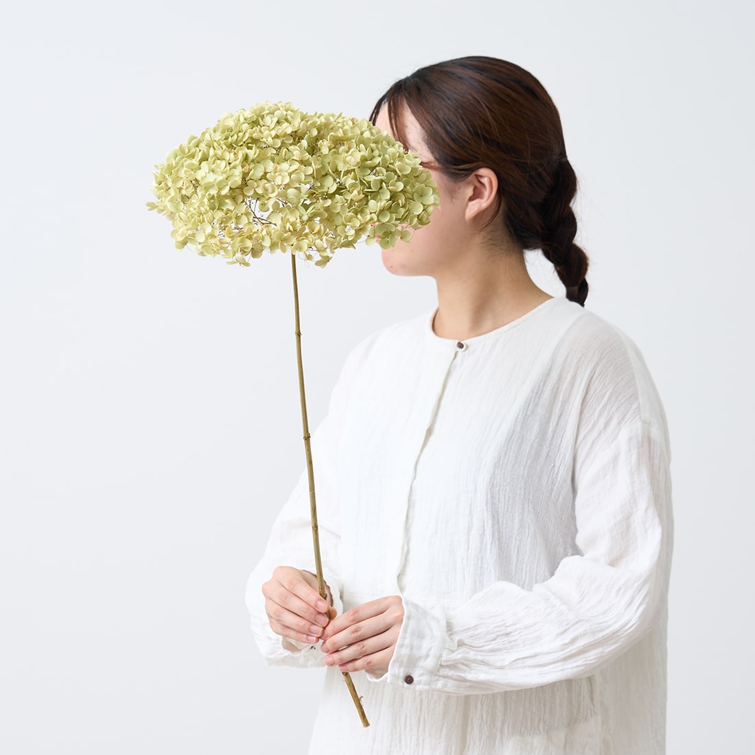 ［BIGボタニカル｜ドライ］アナベル