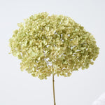 ［BIGボタニカル｜ドライ］アナベル