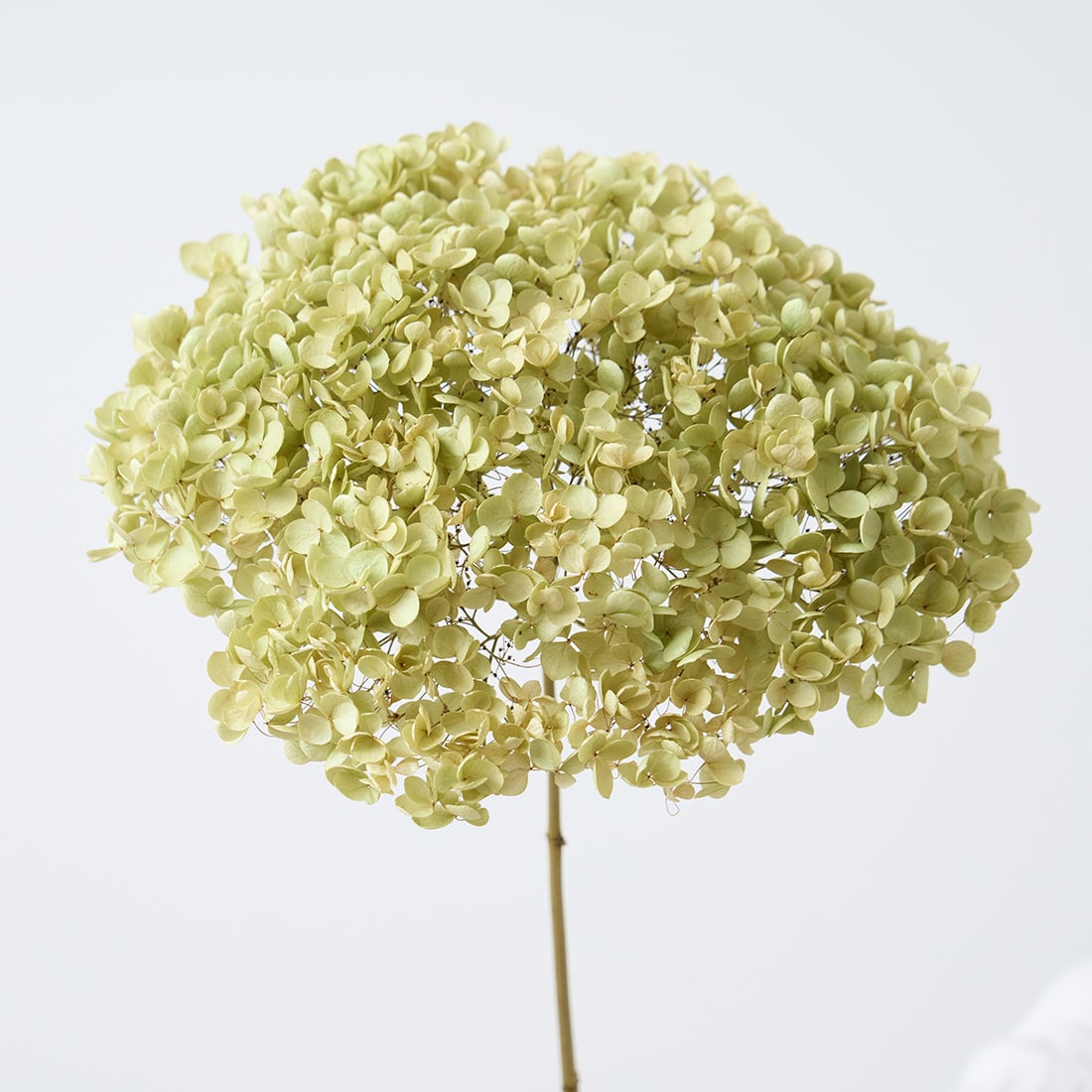 ［BIGボタニカル｜ドライ］アナベル