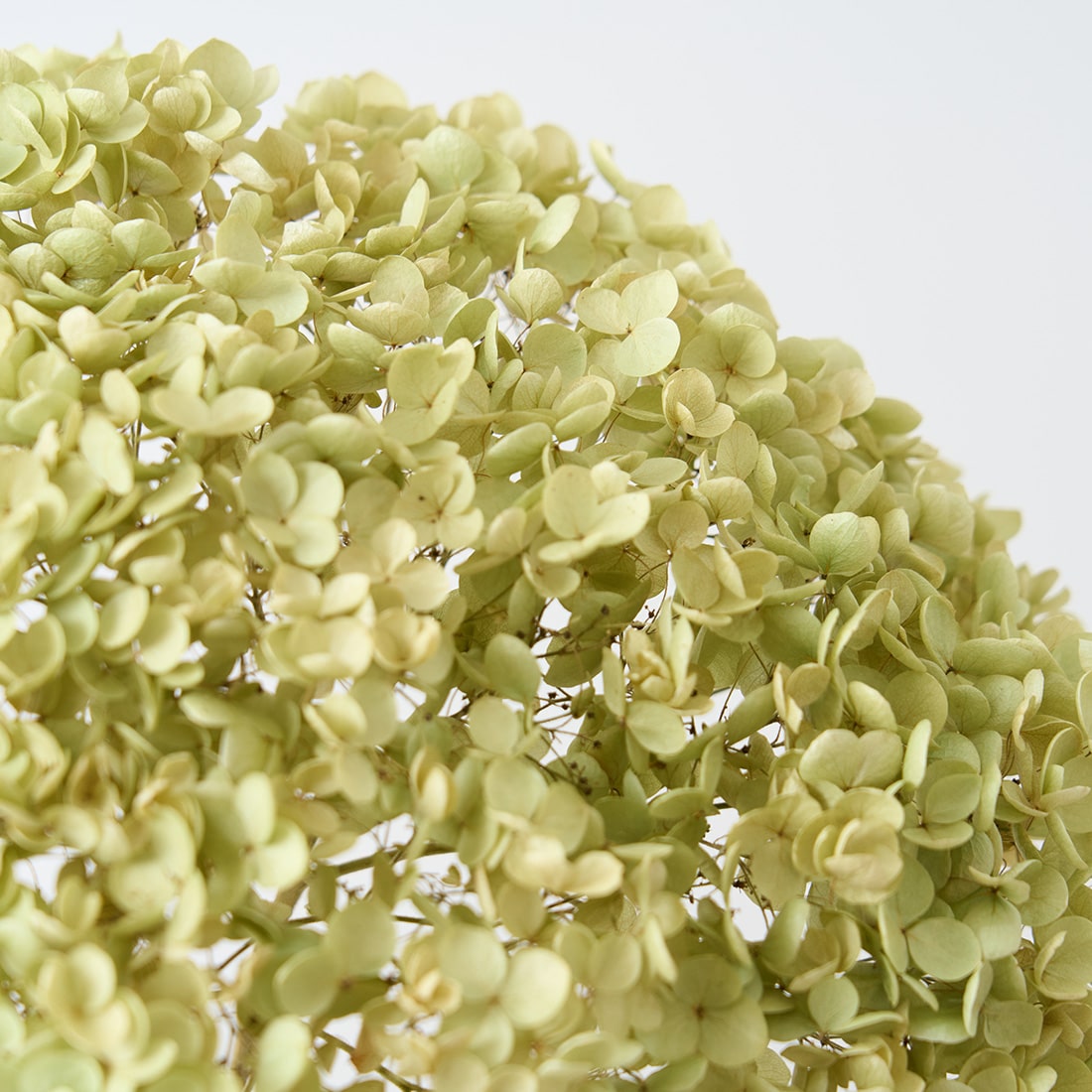 ［BIGボタニカル｜ドライ］アナベル