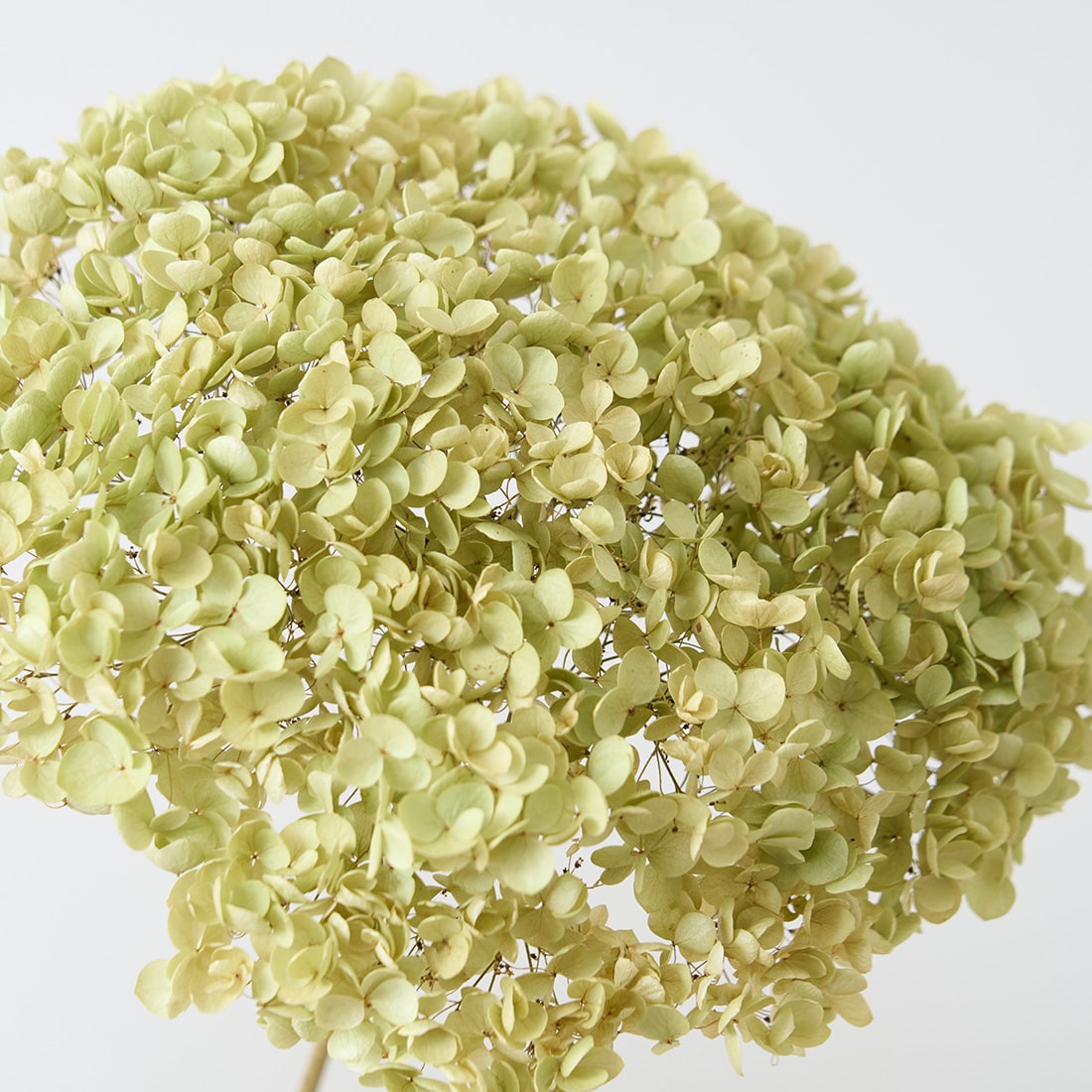 ［BIGボタニカル｜ドライ］アナベル