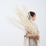 ［BIGボタニカル｜ドライ］ミツマタ（ホワイト）