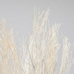 ［BIGボタニカル｜ドライ］ミツマタ（ホワイト）