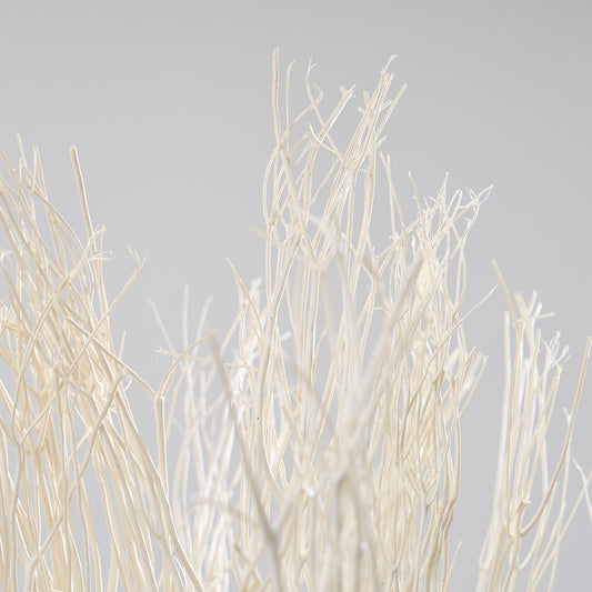 ［BIGボタニカル｜ドライ］ミツマタ（ホワイト）